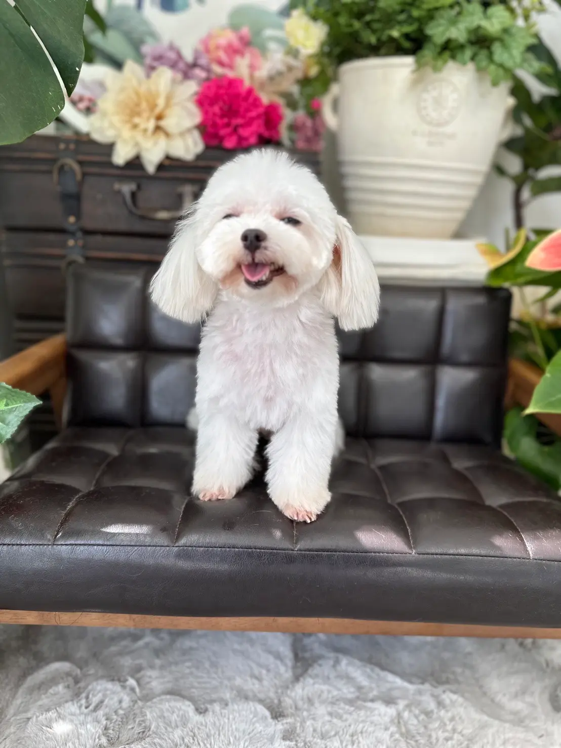 白いマルチーズ